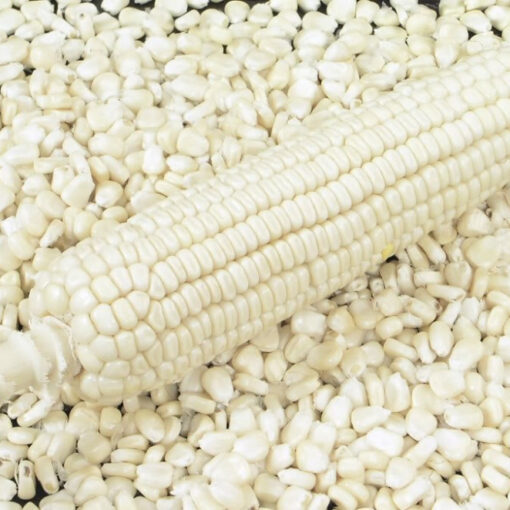 White Corn