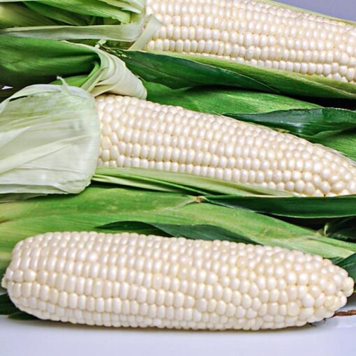 White Corn