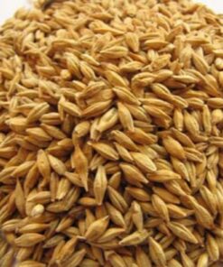 Barley