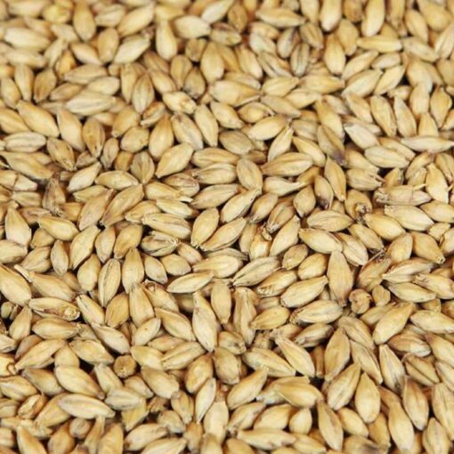 Barley